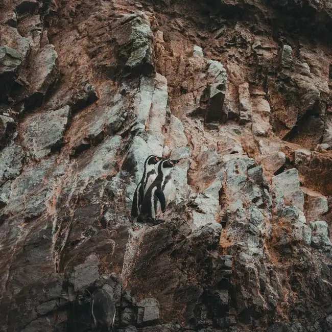 islas ballestas